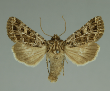 Sideridis reticulata (Goeze, 1781)