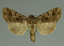 Sideridis rivularis (Fabricius, 1775)