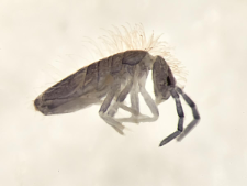 Entomobrya sp.