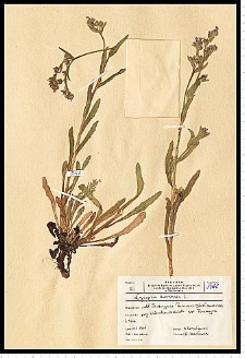 Anchusa arvensis (L.) M. Bieb.