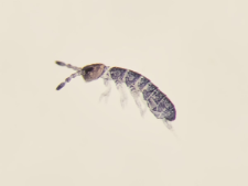 Desoria violacea