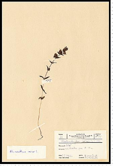 Rhinanthus minor L.