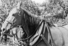 Horse bridle and horse collar
