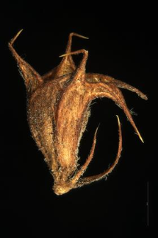 Leonurus cardiaca L.