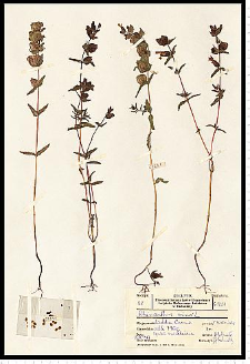 Rhinanthus minor L.