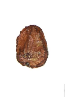 Centaurium umbellatum Gilib.