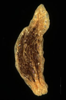 Gentiana pneumonanthe L.