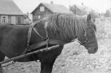 Horse team with a double shaft and a breast harness