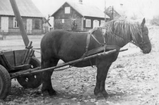 Horse team with a double shaft and a breast harness