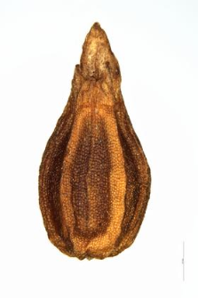 Valerianella dentata (L.) Poll.