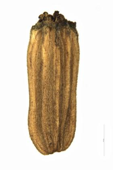 Dipsacus laciniatus L.
