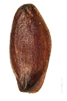 Adenophora liliifolia (L.) Bess.