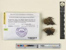 Bucklandiella striatipila (Cardot) Bednarek-Ochyra & Ochyra
