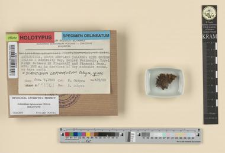 Schistidium leptoneurum Ochyra