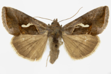 Macdunnoughia confusa