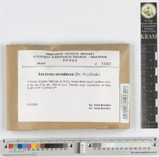 Entyloma serrulatum (Fr.:Fr.) Hesler