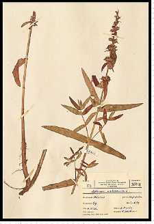 Lythrum salicaria L.