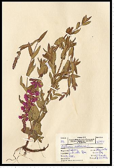 Lythrum salicaria L.