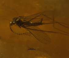 Diptera (Nematocera)