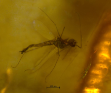 Chironomidae (Orthocladiinae)