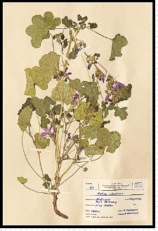 Malva sylvestris L.