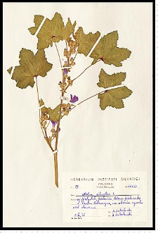 Malva sylvestris L.