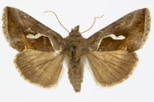 Macdunnoughia confusa