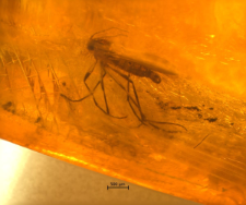 Mycetophilidae