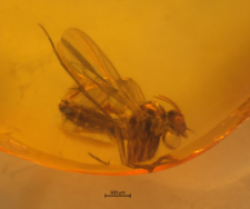 Mycetophilidae