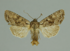 Lacanobia thalassina (Hufnagel, 1766)