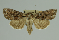 Lacanobia thalassina (Hufnagel, 1766)