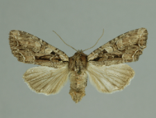 Lacanobia thalassina (Hufnagel, 1766)