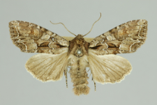 Lacanobia thalassina (Hufnagel, 1766)