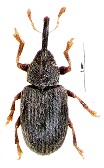 Acalyptus carpini (Fabricius, 1792