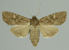 Lacanobia aliena (Hübner, 1809)