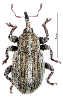 Tychius parallelus (Panzer, 1794)