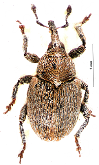 Sibinia pyrrhodactyla (Marsham, 1802)