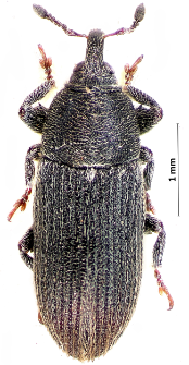 Mecinus pyraster (Herbst, 1795)