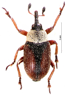 Gymnetron beccabungae (Linnaeus, 1761)