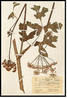 Heracleum sphondylium L.