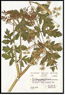 Heracleum sphondylium L.