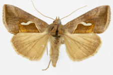 Macdunnoughia confusa