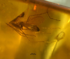 Dasymolophilus circumcinctus