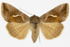 Macdunnoughia confusa