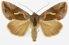 Macdunnoughia confusa