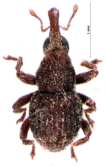Acalles echinatus (Germar, 1824)