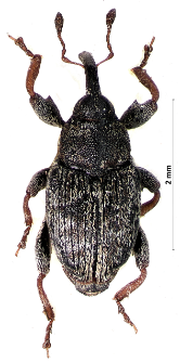 Coryssomerus capucinus (Beck, 1817)