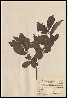 Salix cinerea L.