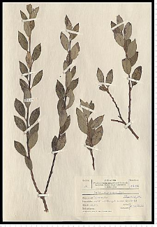 Salix myrsinifolia Salisb.