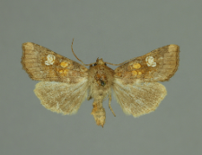 Amphipoea oculea (Linnaeus, 1761)